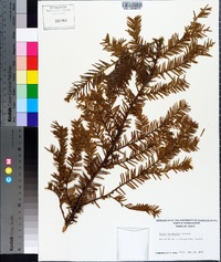 Taxus canadensis image