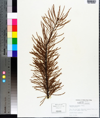 Taxodium ascendens image