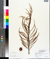 Taxodium ascendens image