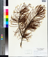 Taxodium ascendens image