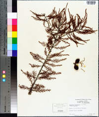 Taxodium ascendens image