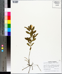 Dyschoriste oblongifolia image