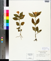 Ruellia caroliniensis image