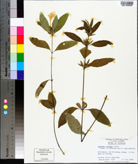 Ruellia caroliniensis image