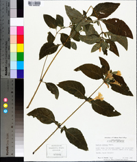 Ruellia caroliniensis image