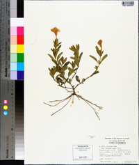 Ruellia caroliniensis image