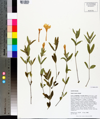 Ruellia caroliniensis image