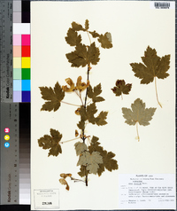 Acer glabrum image