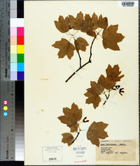 Acer leucoderme image