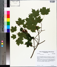 Acer leucoderme image