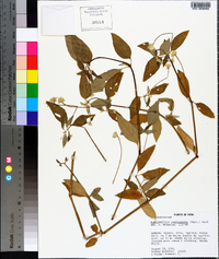 Alternanthera flavescens image