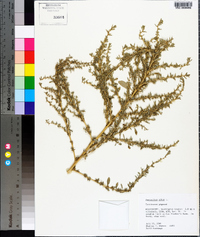 Amaranthus albus image