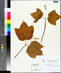 Acer pensylvanicum image