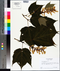 Acer pensylvanicum image