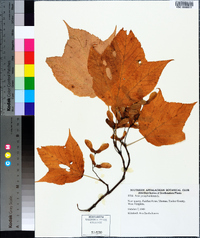 Acer pensylvanicum image