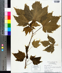 Acer spicatum image