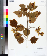 Acer spicatum image