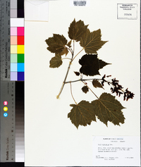 Acer spicatum image