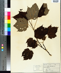 Acer spicatum image