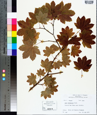 Acer circinatum image