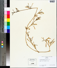 Sesuvium portulacastrum image