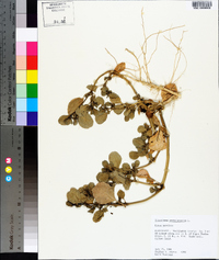 Trianthema portulacastrum image