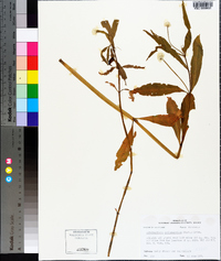 Alternanthera philoxeroides image