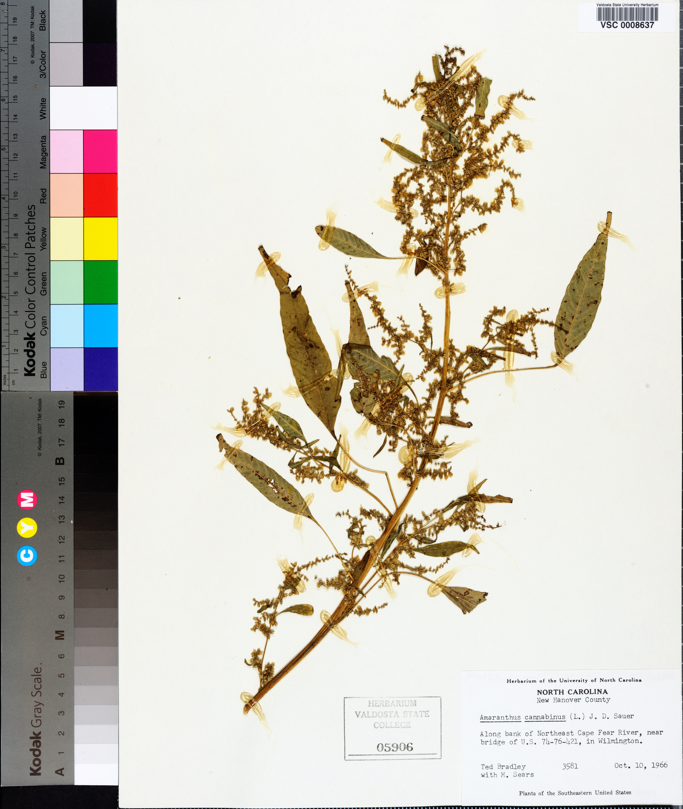Amaranthus cannabinus image