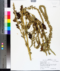 Amaranthus palmeri image