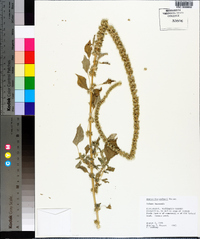 Amaranthus palmeri image