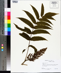 Rhus typhina image