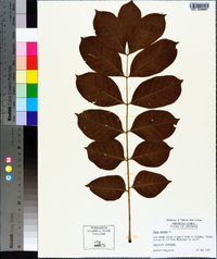 Toxicodendron vernix image