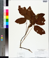 Toxicodendron pubescens image