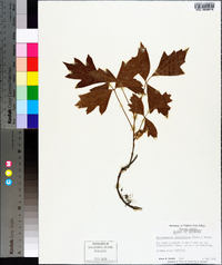 Toxicodendron pubescens image