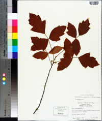 Toxicodendron pubescens image