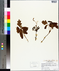 Toxicodendron pubescens image