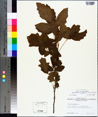 Toxicodendron pubescens image