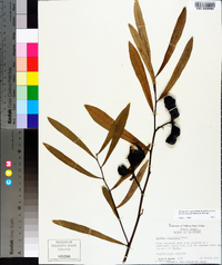 Asimina angustifolia image