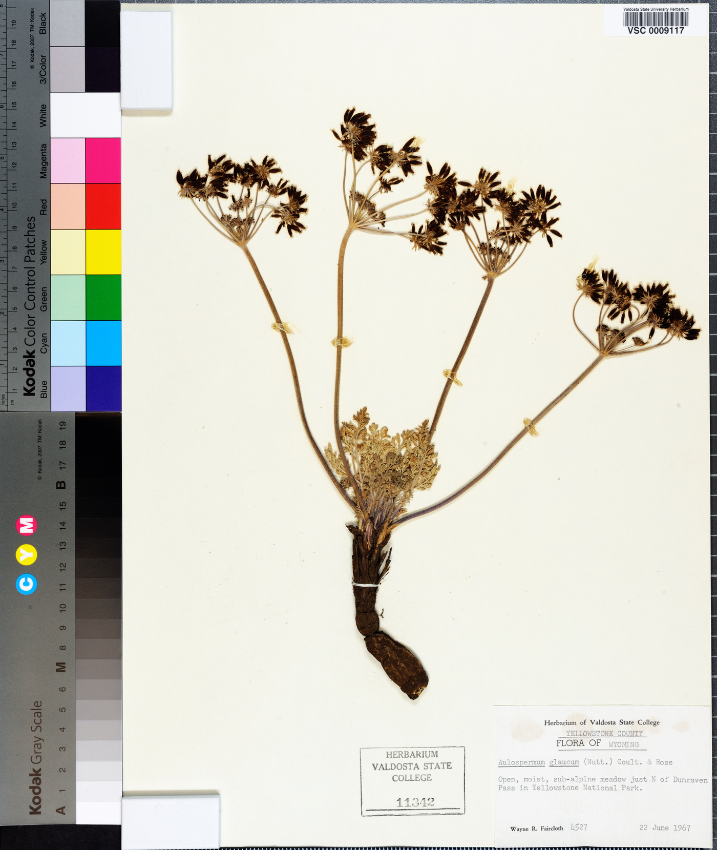 Aulospermum glaucum image