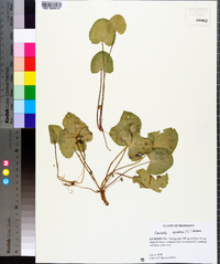 Centella asiatica image