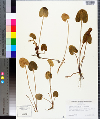 Centella asiatica image