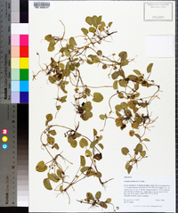 Centella asiatica image