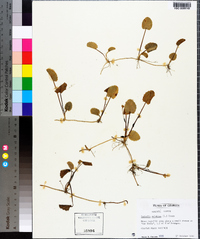 Centella asiatica image