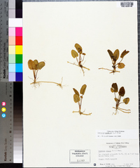 Centella asiatica image