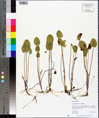 Centella asiatica image