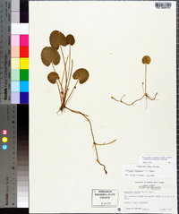 Centella asiatica image