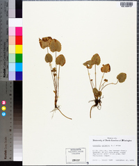 Centella asiatica image