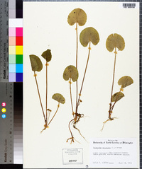 Centella asiatica image