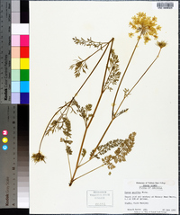 Daucus pusillus image