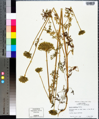 Daucus pusillus image